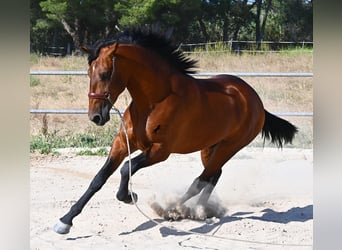 PRE Mix, Stallone, 2 Anni, 169 cm, Baio