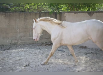 PRE, Stallone, 2 Anni, 170 cm, Cremello