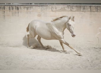 PRE, Stallone, 2 Anni, 170 cm, Cremello