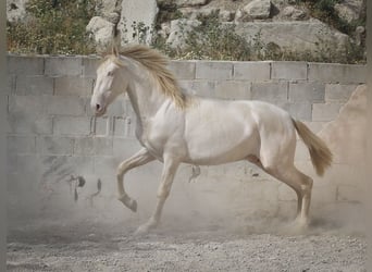 PRE, Stallone, 2 Anni, 170 cm, Cremello