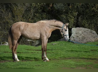 PRE, Stallone, 2 Anni, 170 cm, Grigio