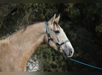 PRE, Stallone, 2 Anni, 170 cm, Grigio