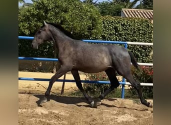 PRE, Stallone, 2 Anni, 170 cm, Grigio