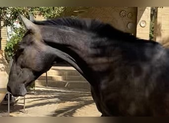 PRE, Stallone, 2 Anni, 170 cm, Grigio