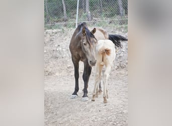 PRE, Stallone, 2 Anni, 173 cm, Perlino