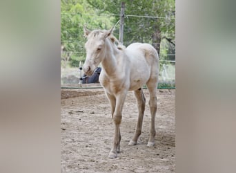PRE, Stallone, 2 Anni, 173 cm, Perlino