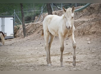 PRE, Stallone, 2 Anni, 173 cm, Perlino