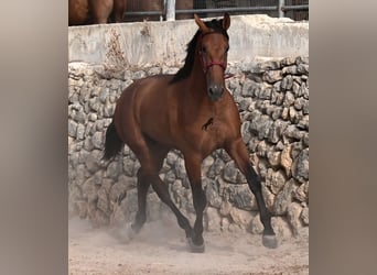 PRE Mix, Stallone, 2 Anni, 175 cm, Baio