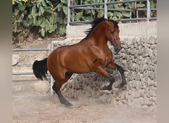 PRE Mix, Stallone, 2 Anni, 175 cm, Baio