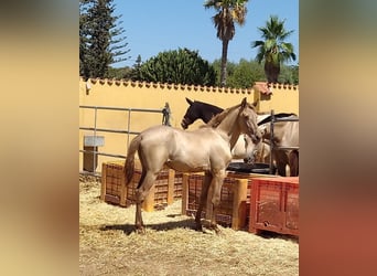 PRE, Stallone, 2 Anni, Champagne