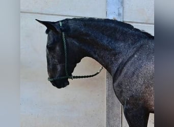 PRE Mix, Stallone, 2 Anni, Grigio