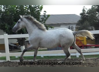 PRE, Stallone, 2 Anni, Grigio