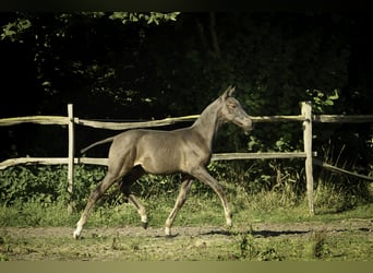 PRE Mix, Stallone, 2 Anni, Morello