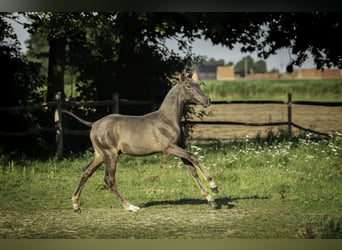 PRE Mix, Stallone, 2 Anni, Morello
