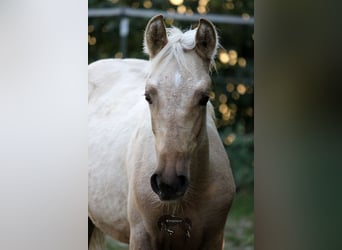 PRE, Stallone, 2 Anni, Palomino