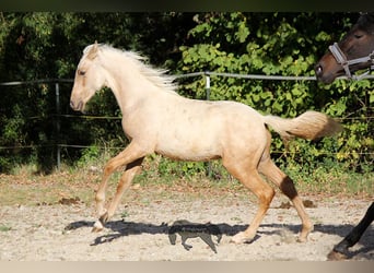 PRE, Stallone, 2 Anni, Palomino