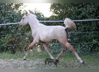 PRE, Stallone, 2 Anni, Palomino