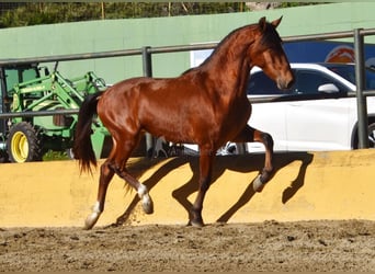 PRE Mix, Stallone, 3 Anni, 148 cm, Baio