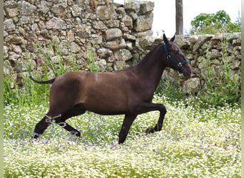 PRE Mix, Stallone, 3 Anni, 150 cm, Morello