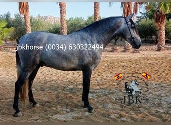 PRE Mix, Stallone, 3 Anni, 152 cm, Grigio