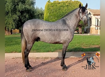 PRE Mix, Stallone, 3 Anni, 152 cm, Grigio