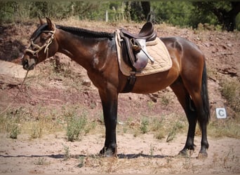 PRE Mix, Stallone, 3 Anni, 153 cm, Baio scuro