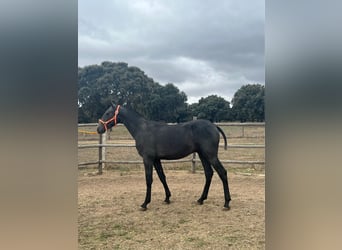 PRE, Stallone, 3 Anni, 154 cm, Grigio