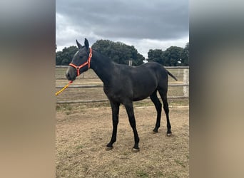 PRE, Stallone, 3 Anni, 154 cm, Grigio