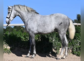 PRE, Stallone, 3 Anni, 154 cm, Grigio