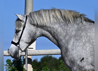 PRE, Stallone, 3 Anni, 154 cm, Grigio