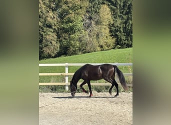 PRE Mix, Stallone, 3 Anni, 154 cm, Morello