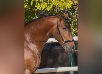 PRE Mix, Stallone, 3 Anni, 155 cm, Baio