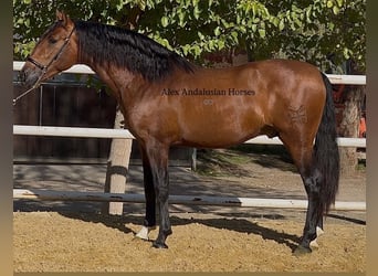 PRE Mix, Stallone, 3 Anni, 155 cm, Baio
