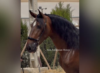 PRE Mix, Stallone, 3 Anni, 155 cm, Baio