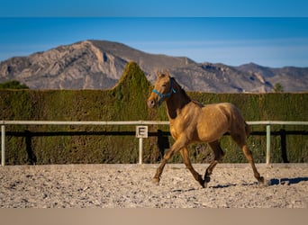 PRE Mix, Stallone, 3 Anni, 155 cm, Champagne