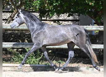PRE Mix, Stallone, 3 Anni, 155 cm, Grigio