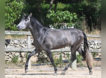 PRE Mix, Stallone, 3 Anni, 155 cm, Grigio