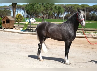 PRE Mix, Stallone, 3 Anni, 155 cm, Grigio pezzato