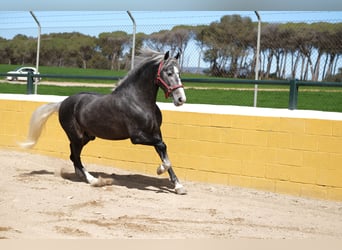 PRE Mix, Stallone, 3 Anni, 155 cm, Grigio pezzato