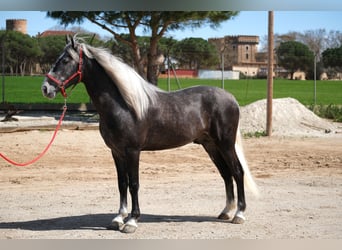 PRE Mix, Stallone, 3 Anni, 155 cm, Grigio pezzato