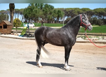 PRE Mix, Stallone, 3 Anni, 155 cm, Grigio pezzato