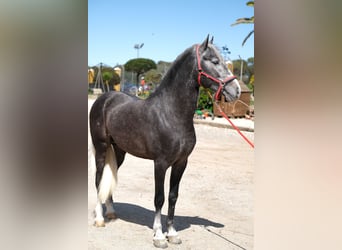 PRE Mix, Stallone, 3 Anni, 155 cm, Grigio pezzato