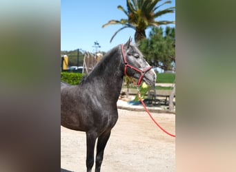 PRE Mix, Stallone, 3 Anni, 155 cm, Grigio pezzato