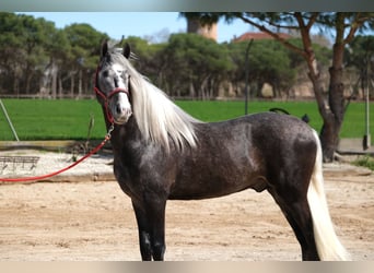 PRE Mix, Stallone, 3 Anni, 155 cm, Grigio pezzato