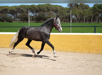 PRE Mix, Stallone, 3 Anni, 155 cm, Grigio pezzato