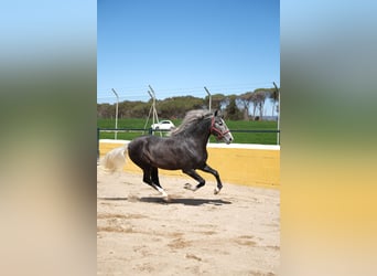 PRE Mix, Stallone, 3 Anni, 155 cm, Grigio pezzato