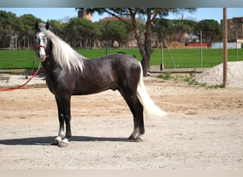 PRE Mix, Stallone, 3 Anni, 155 cm, Grigio pezzato