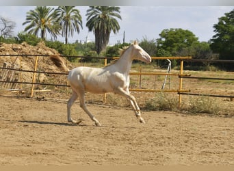 PRE Mix, Stallone, 3 Anni, 155 cm, Perlino