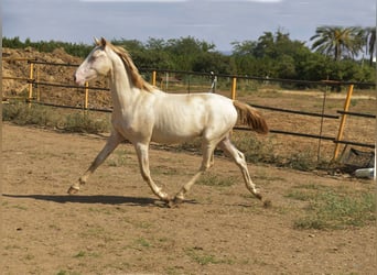PRE Mix, Stallone, 3 Anni, 155 cm, Perlino