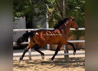 PRE Mix, Stallone, 3 Anni, 156 cm, Baio